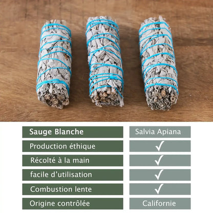 production du Bâton de sauge blanche de Californie pour purification Myvelyshop